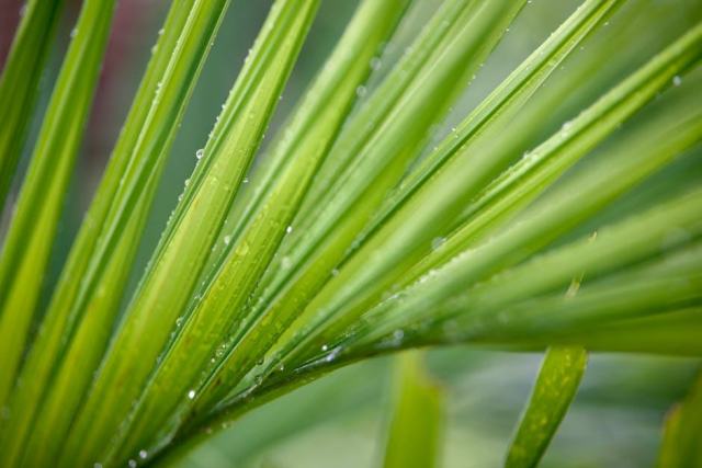 La plongee en Guadeloupe, une experience sous-marine exceptionnelle