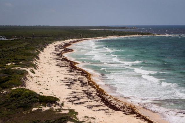 Échouage de sargasses sur le littoral guadeloupéen Radeau de sargasses échoué le long d'une plage de sable de Grande-Terre