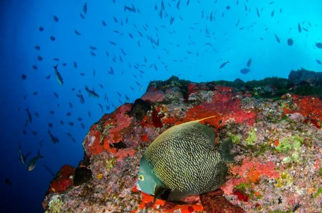 Snorkeling en Guadeloupe : les spots à ne pas manquer