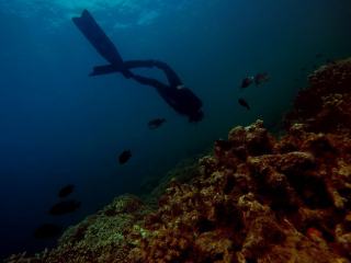 Tortues marines en Guadeloupe : ou les observer en mer