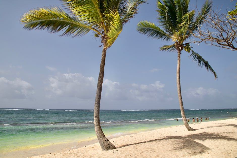 Plages de Basse-Terre : nature et plongée en Guadeloupe