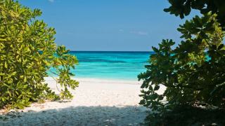 Plages de Guadeloupe : l'arbre à bande rouge ne s'approche pas