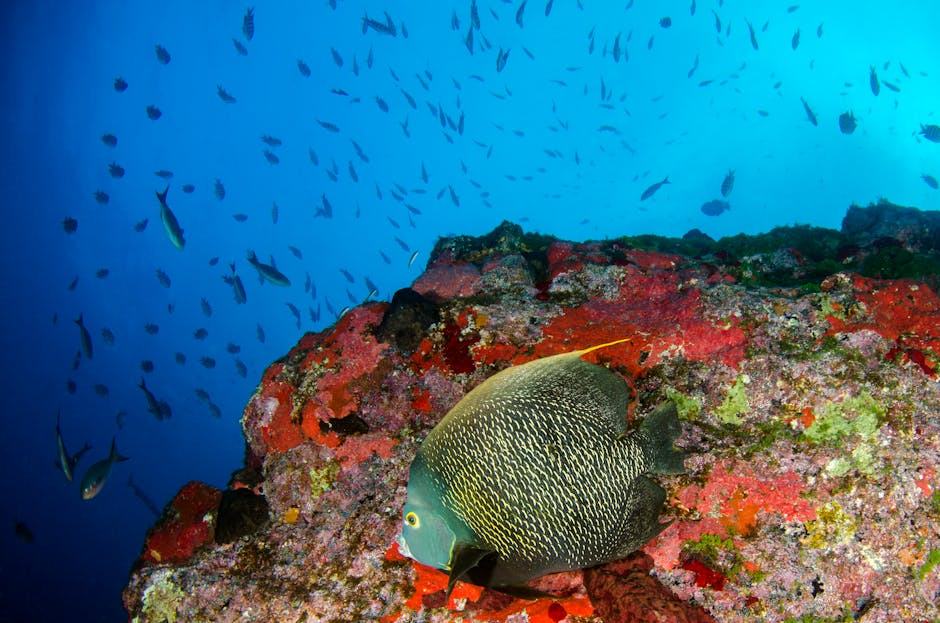 Snorkeling en Guadeloupe : meilleurs spots et conseils pratiques